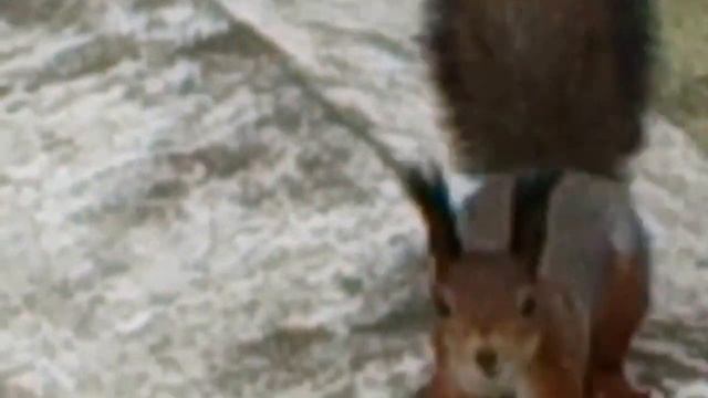 Белочка у Собора Покрова Пресвятой Богородицы в Измайлово 14 октября 2016 г смотреть онлайн