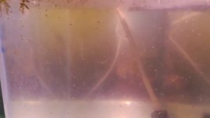 Как кормить мальков в первые дни жизни