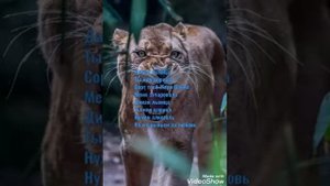 текст песни: дикая львица