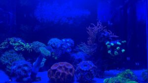 Maxspect MJ-L130 лучший свет для небольшого морского аквариума? РАСПАКОВАНО!