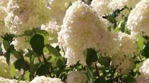 Метельчатые гортензии весной.