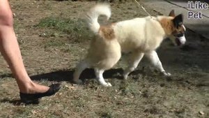 Якутская лайка на ilikepet. Особенности породы, уход