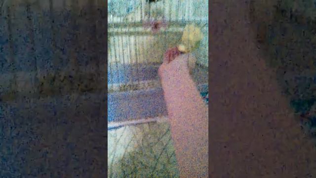 Голодный попугай смотреть онлайн