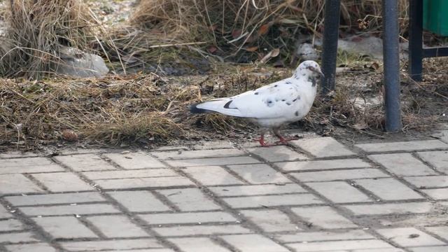 Апрель 2017 - Прогулка смотреть онлайн