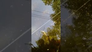 Рыбалка в Долгопрудном , проверка снасти спустя ночь .
