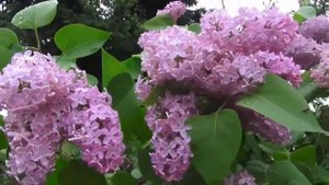 Футаж ЦВЕТЕТ СИРЕНЬ .