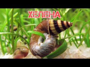 УЛИТКА ХЕЛЕНА.ХИЩНИК В АКВАРИУМЕ. СОДЕРЖАНИЕ И РАЗМНОЖЕНИЕ