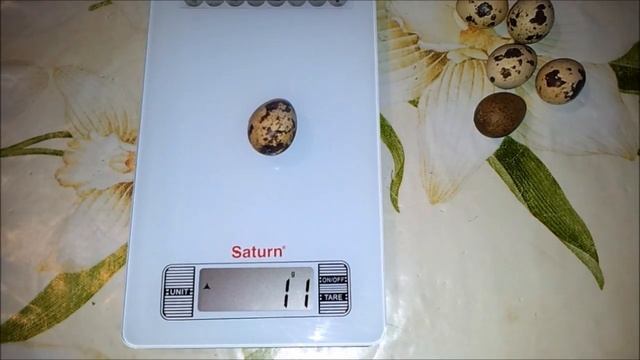 Сколько весит перепелиное яйцо. Вес перепелиного яйца в граммах.