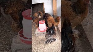 Брама порцелян из Европы 🐔