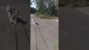 Арчёнок львенок