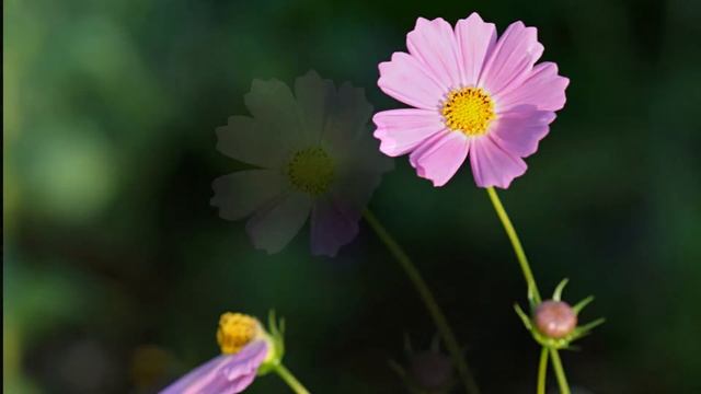 Милые Чернобривцы и танцующая Космея/@фото_Мария_Собакарева смотреть онлайн