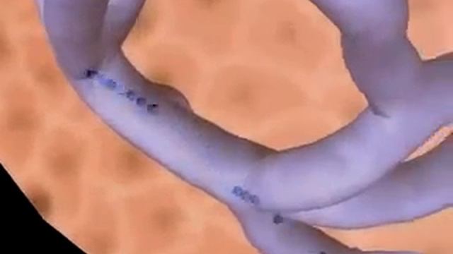 Эндокринная система Гипофиз смотреть онлайн