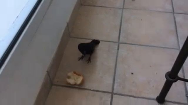 Скворец-приятель на Мертвом море смотреть онлайн