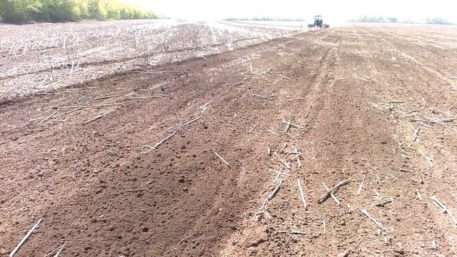 Посев просо по подсолнечнику