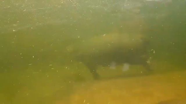 Как Плавает Бегемот Под Водой !!! смотреть онлайн