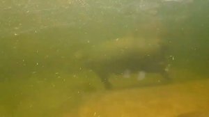 Как Плавает Бегемот Под Водой !!!