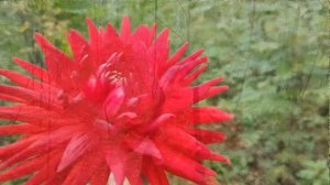 "Волшебный цветок" - хорошие добрые песни для детей. Поёт Ариана Гаязова.