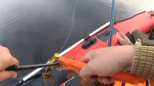 Крупный окунь на поппер | Курма 2020