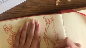 Анатомия для художника. Скелет. Череп. Часть первая.