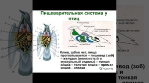 Урок биологии на тему: Класс птицы.