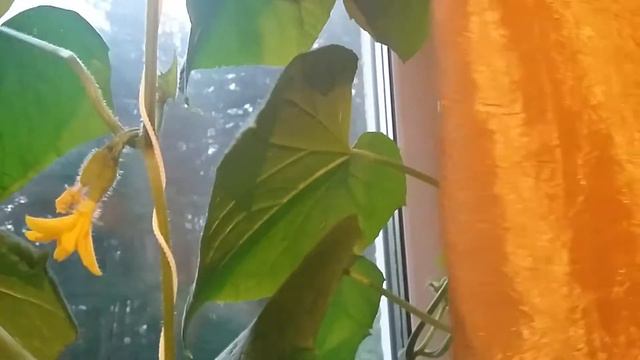 ВЫРАЩИВАЕМ ОГУРЦЫ НА ОКНЕ/ РЕЗУЛЬТАТ НА 12.06.17/ УРОЖАЙ НЕ ВЫХОДЯ ИЗ ДОМА) смотреть онлайн