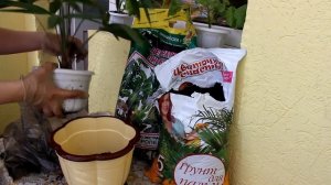 Трахикарпус. Пересадка.