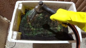 Как сделать червя ЗЕЛЕНЫМ? Как окрасить червей. Зеленая дендробена.