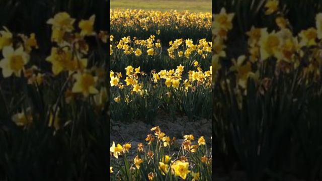 Tulip Garden with different color tulips& daffodil etc