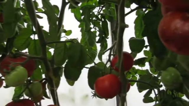 Прекрасный мечтатель смотреть онлайн