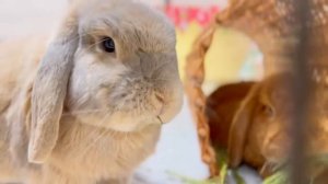 Любимые вкусняшки Кролика, Декоративный кролик  кушает сушенные листики,  хвощ)