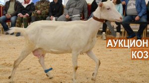 Аукцион коз. Вторая Всероссийская выставка молочного козоводства.