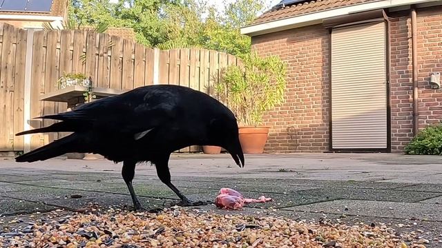 ВОРОНА ЗАНЯТА ВАЖНЫМ ДЕЛОМ ? #птицы #врановые #ворона #кормушка #наблюдение смотреть онлайн