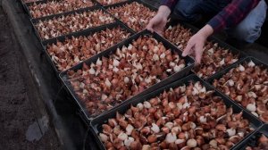 Замена воды в гидропонных лотках.