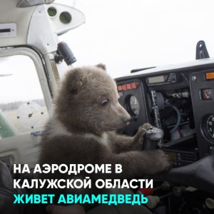 На аэродроме в Калужской области живет авиамедведь