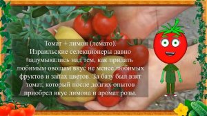 ПОМИДОФЕЛЬ И  ЛЕМАТО ЧУДО СЕЛЕКЦИИ!