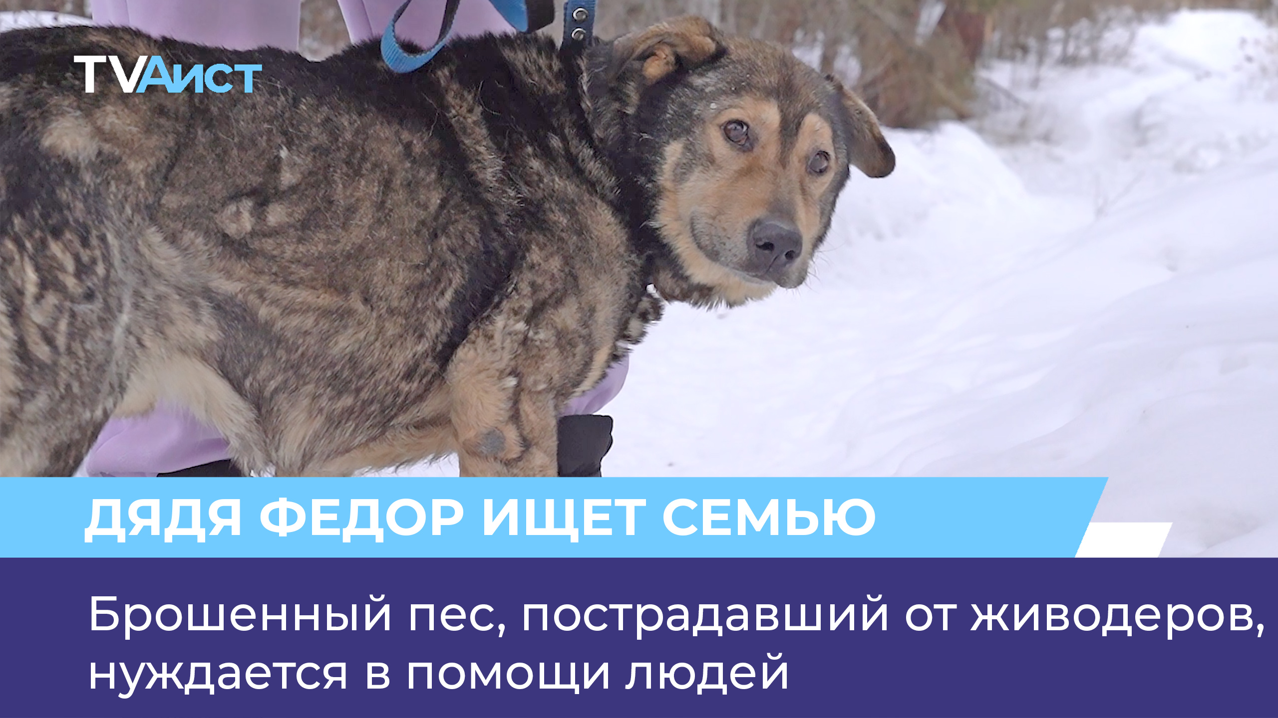 Рождественский Не Бейте Брошенных Собак