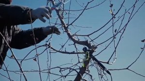 Часть 2. Обрезка плодоносящего дерева яблони на карликовом подвое М9 Т337. Формировка Веретено.