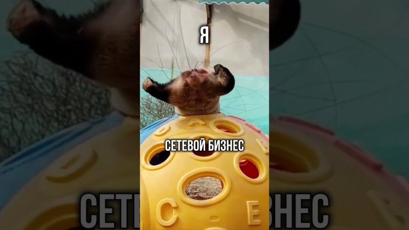 Займусь сетевым бизнесом. Что может случиться?