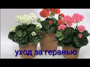 Как ухаживать за геранью.
