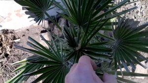 Хамеропс приземистый после зимы 2021.