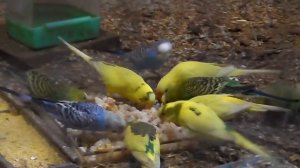 Кормление попугаев кашей.