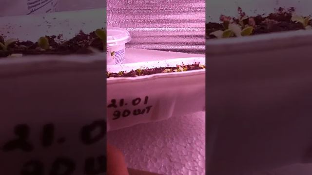 профессиональные семена газании взошли через день! смотреть онлайн