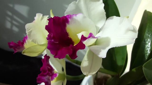 Орхидея Blc. Mem. Anna Balmores 'Convex' ORCHIDS смотреть онлайн