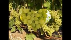 Виноград от Адамовича Сергея николаевича, черенки и саженцы