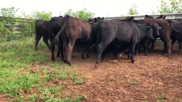 2022 C. H. Morris & Sons, LLC смотреть онлайн