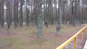 Куршская коса. Танцующий лес