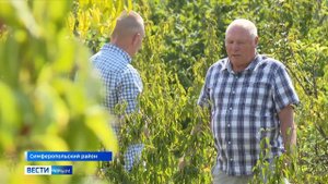 Крымский фермер вывел собственные сорта кизила