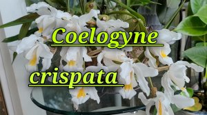 Coelogyne cristata. Описание и уход.