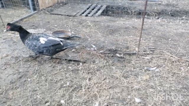 Январский обзор моей птицы. Каюга одинокий!