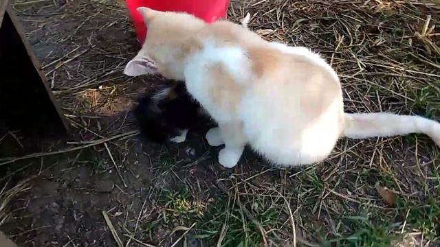 ♥Кошки кошечки
